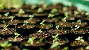 Small green seedlings in black pots