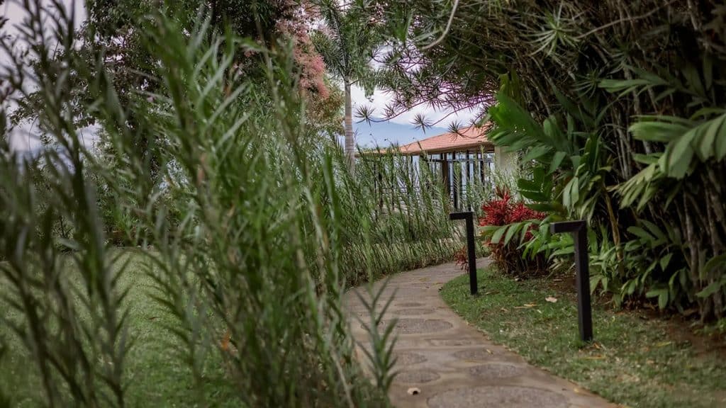Pathway through lush greenery and plants