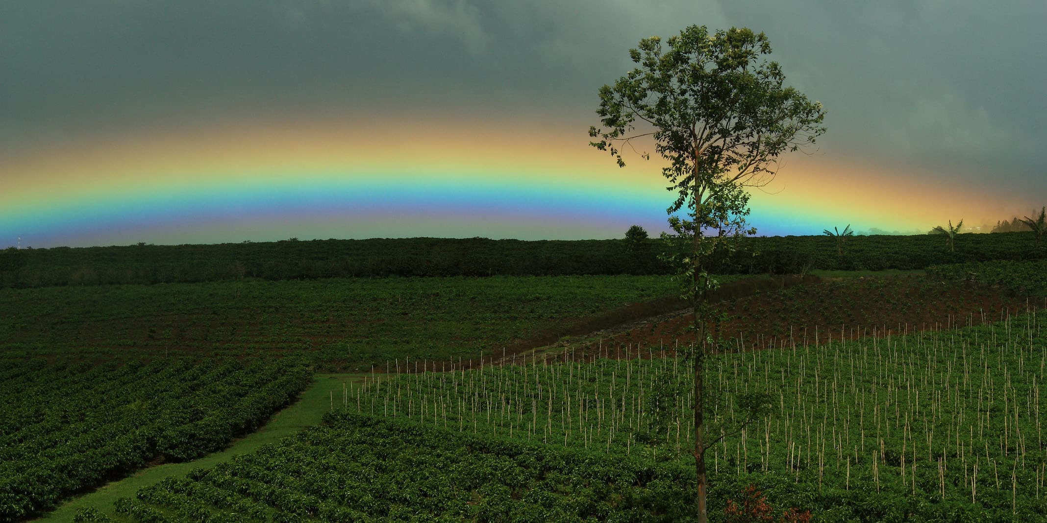 Rainbow over the Coffee Fields
